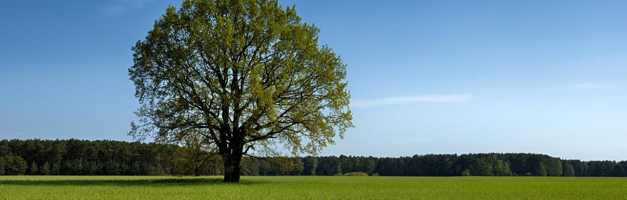 tree, field, landscape